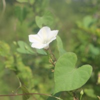 Ipomoea obscura (L.) Ker Gawl.